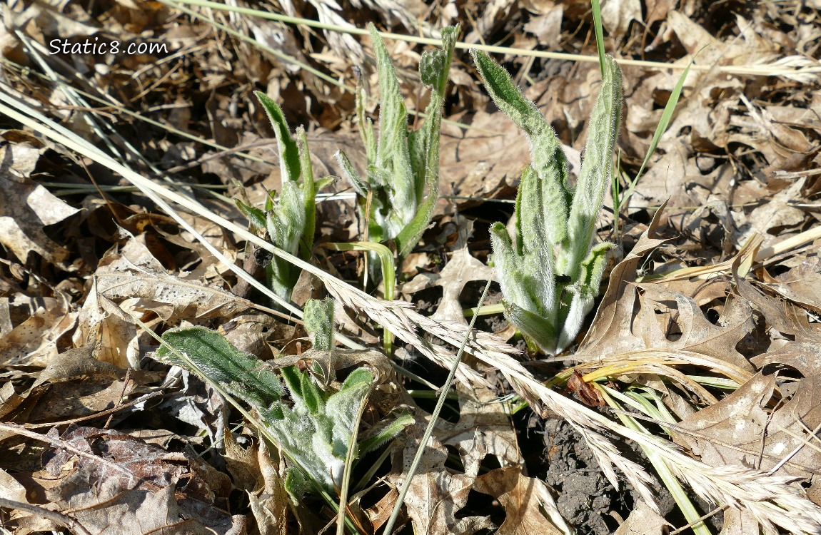 Comfrey leaves coming up