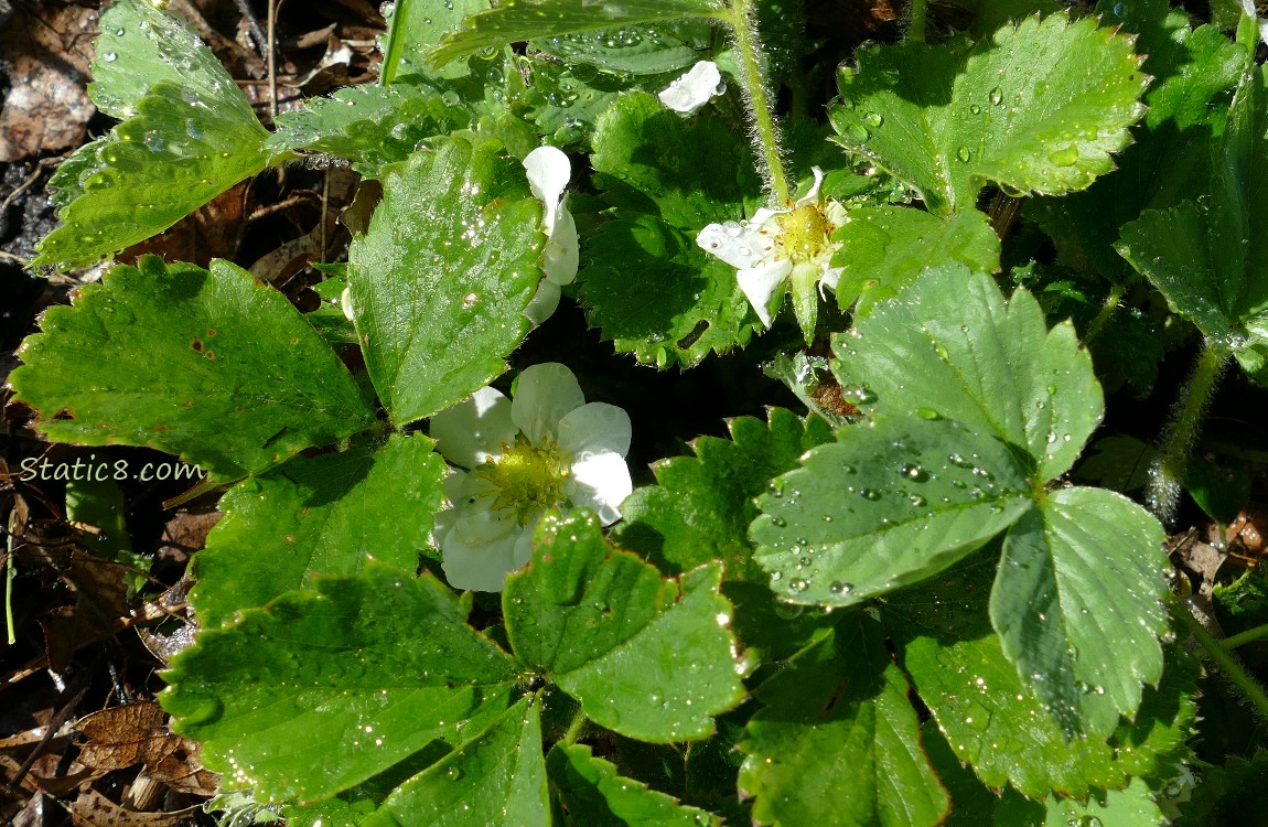 Strawberry plants with blooms