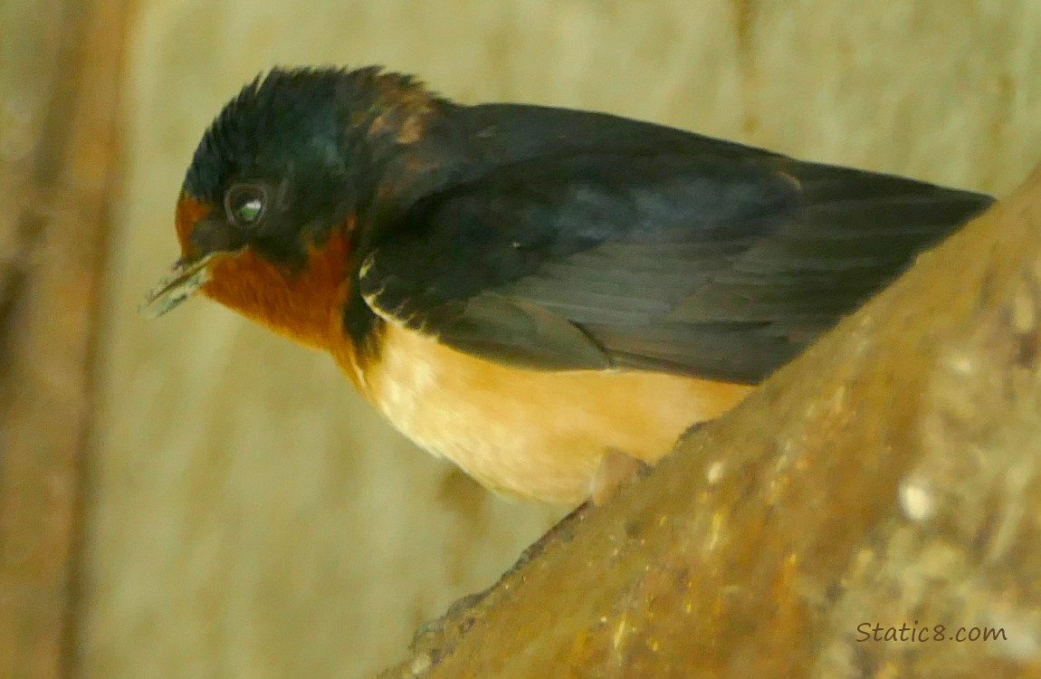 Barn Swallow standing on a pipe under a bridge