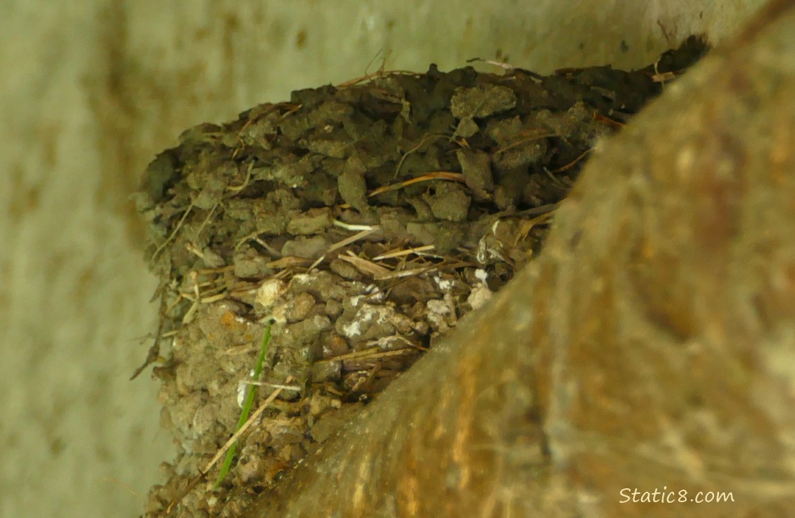 Barn Swallow nest