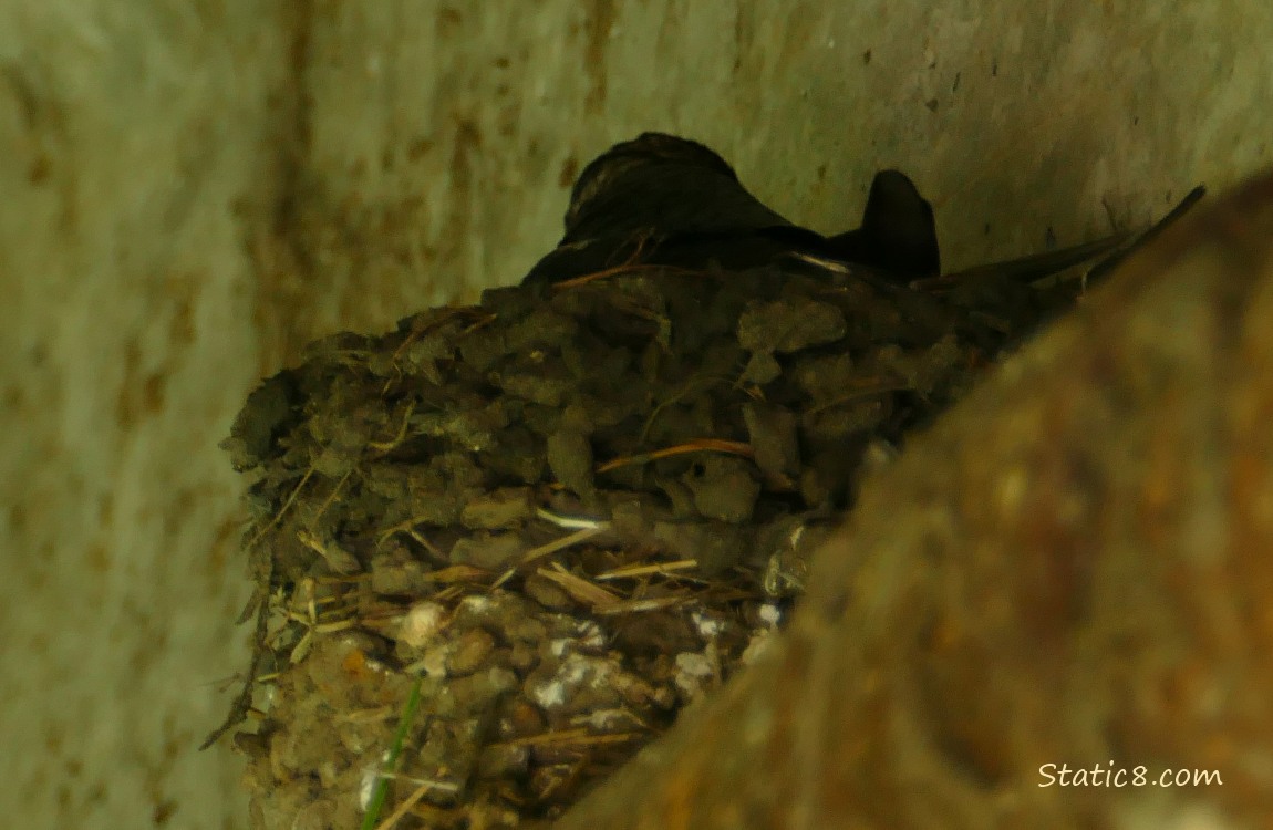 Barn Swallow working on the inside of the nest