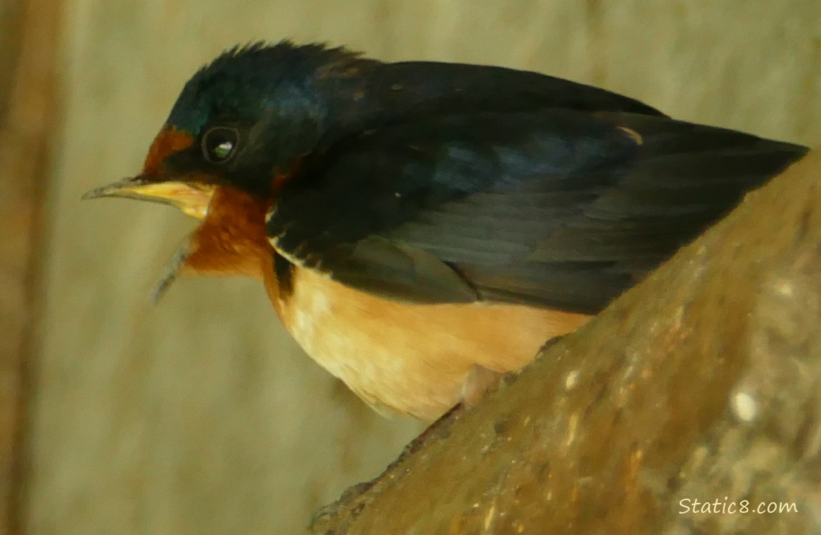 Barn Swallow singing from the pipe