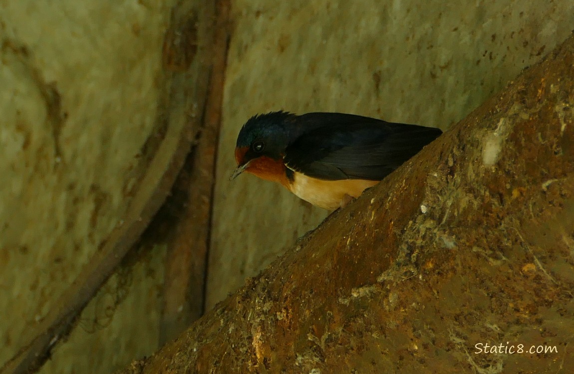 Barn Swallow standing on a pipe under a bridge