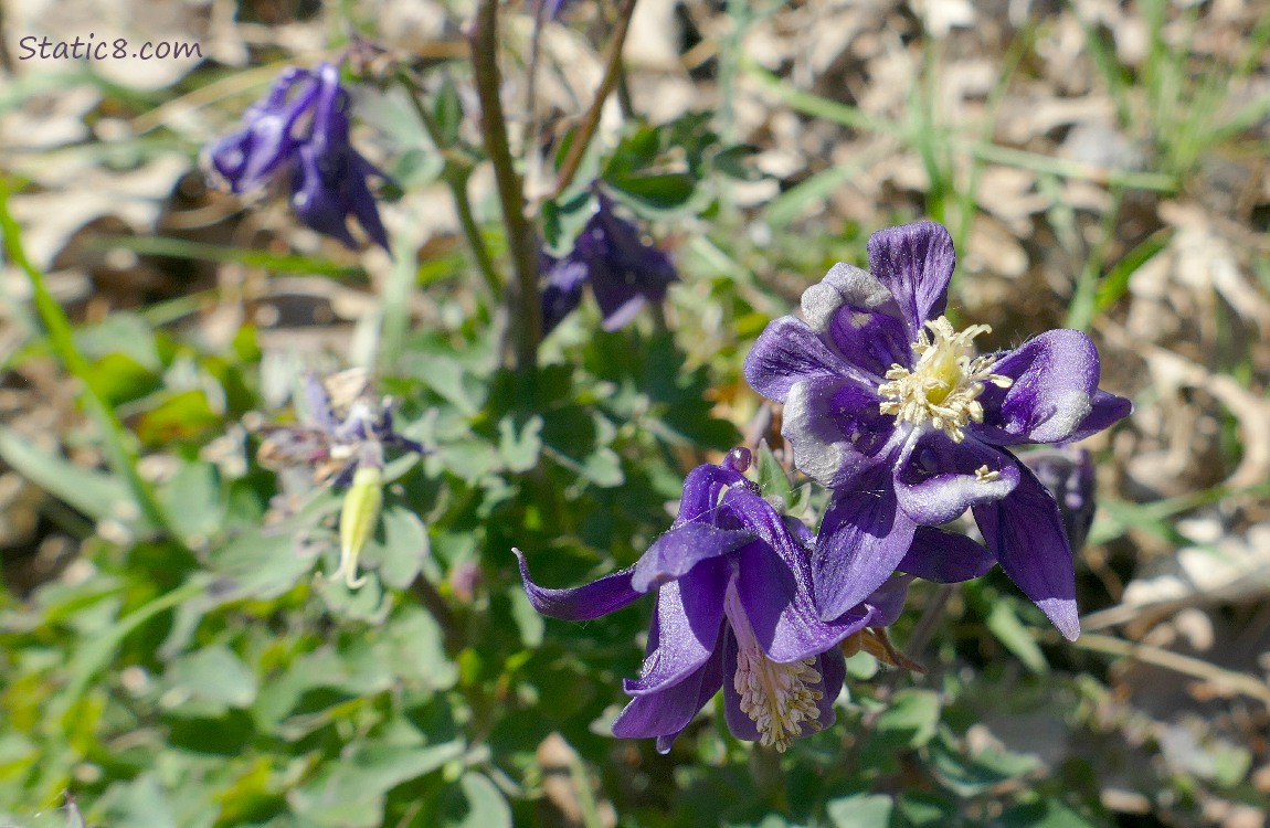 Purple Columbine blooms on a small plant in the garden