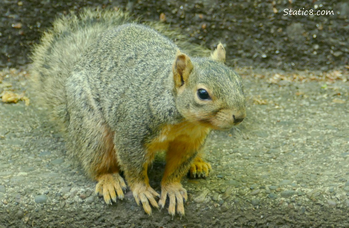 Squirrel sitting on the sidewalk steps