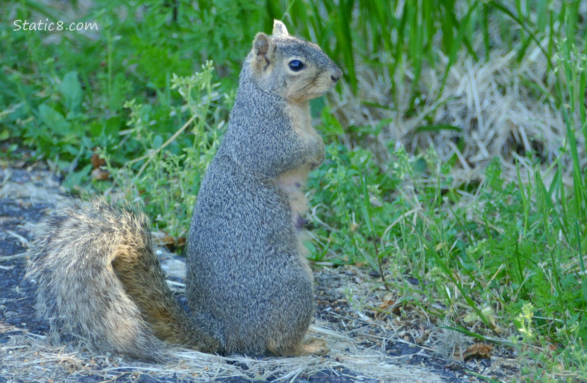 Squirrel standing at the edge of the path, near the grass