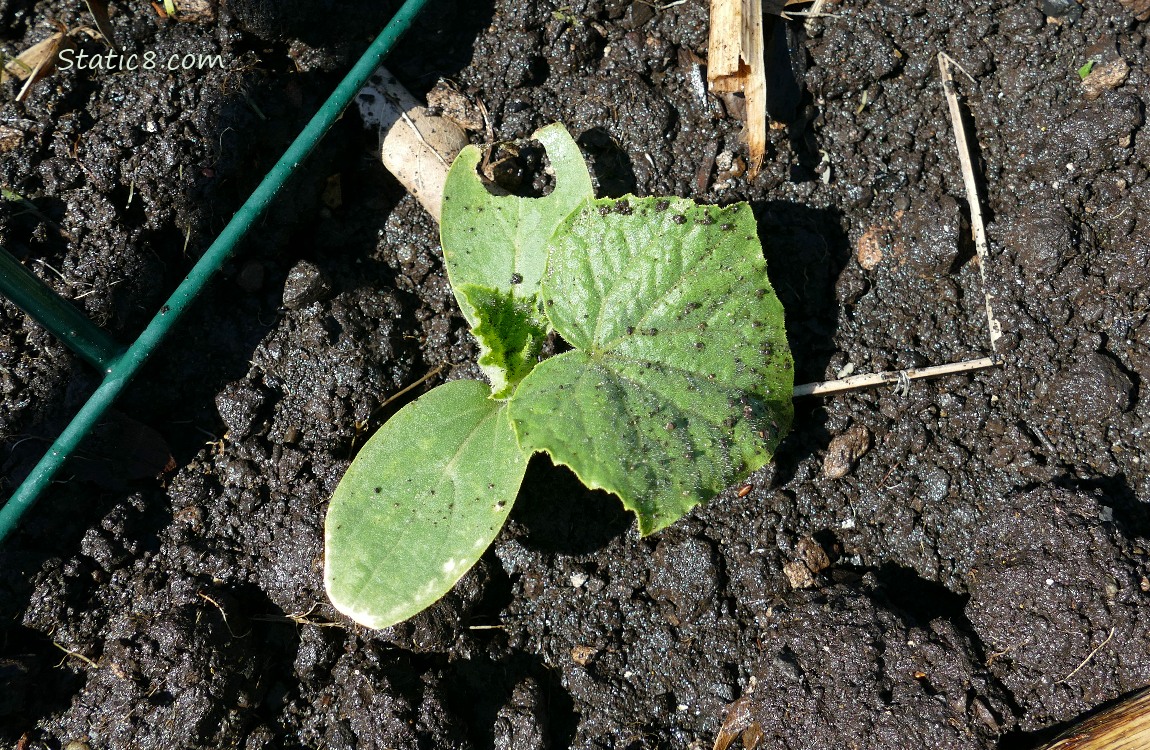 Small Cucumber plant in the ground