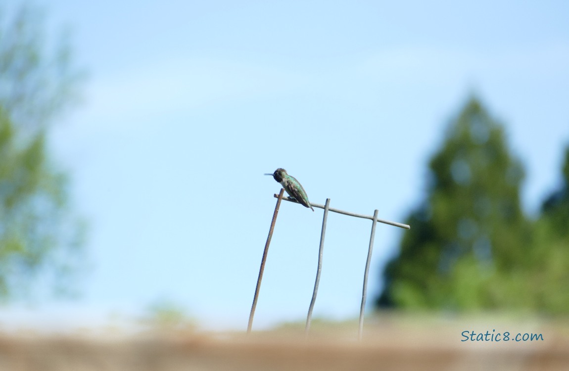 Anna Hummingbird standing on a wire trellis