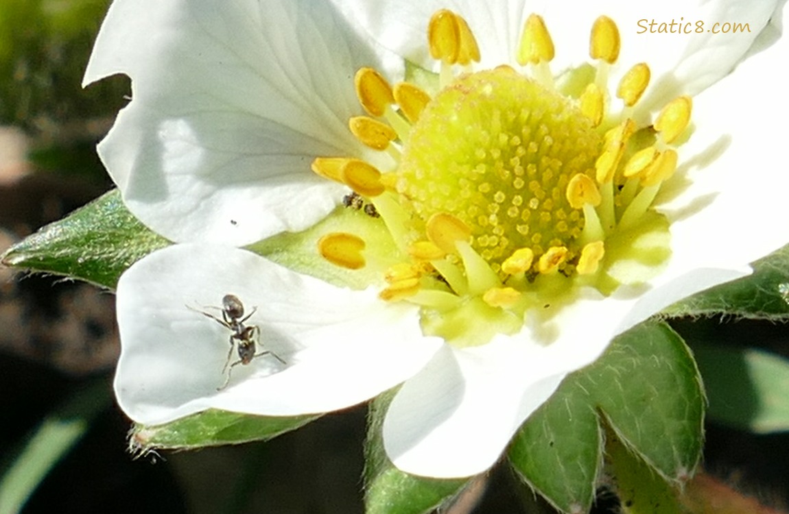 Ant walking on a strawberry bloom