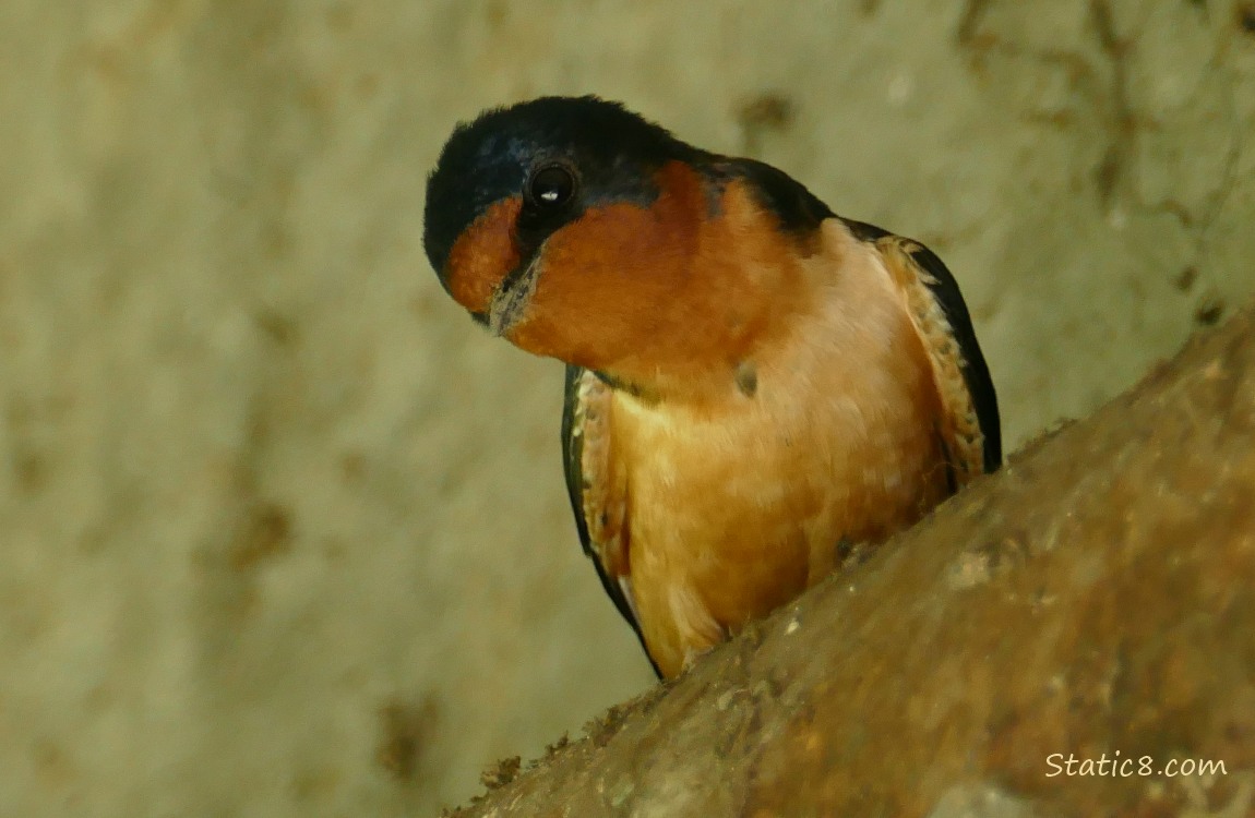 Barn Swallow looks down from the pipe under the bridge