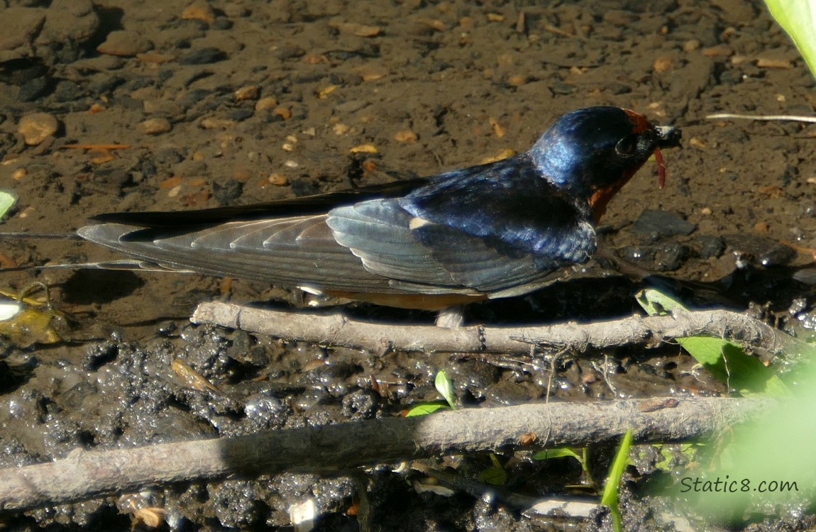 Barn Swallow gathering mud in their beak at the edge of the creek