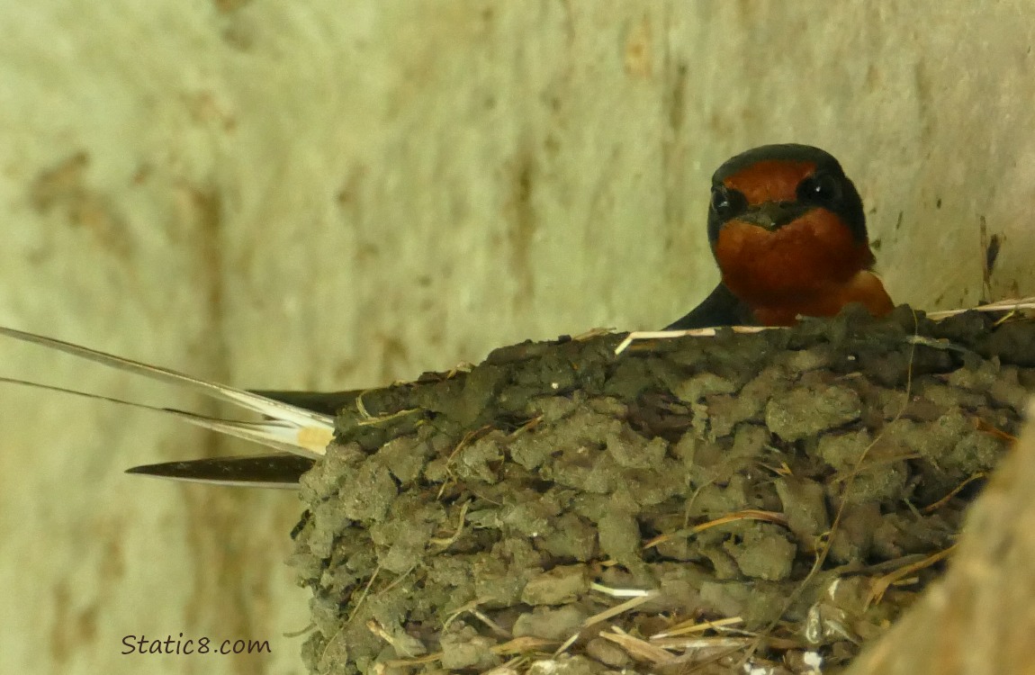 Barn Swallow looking down from inside the nest