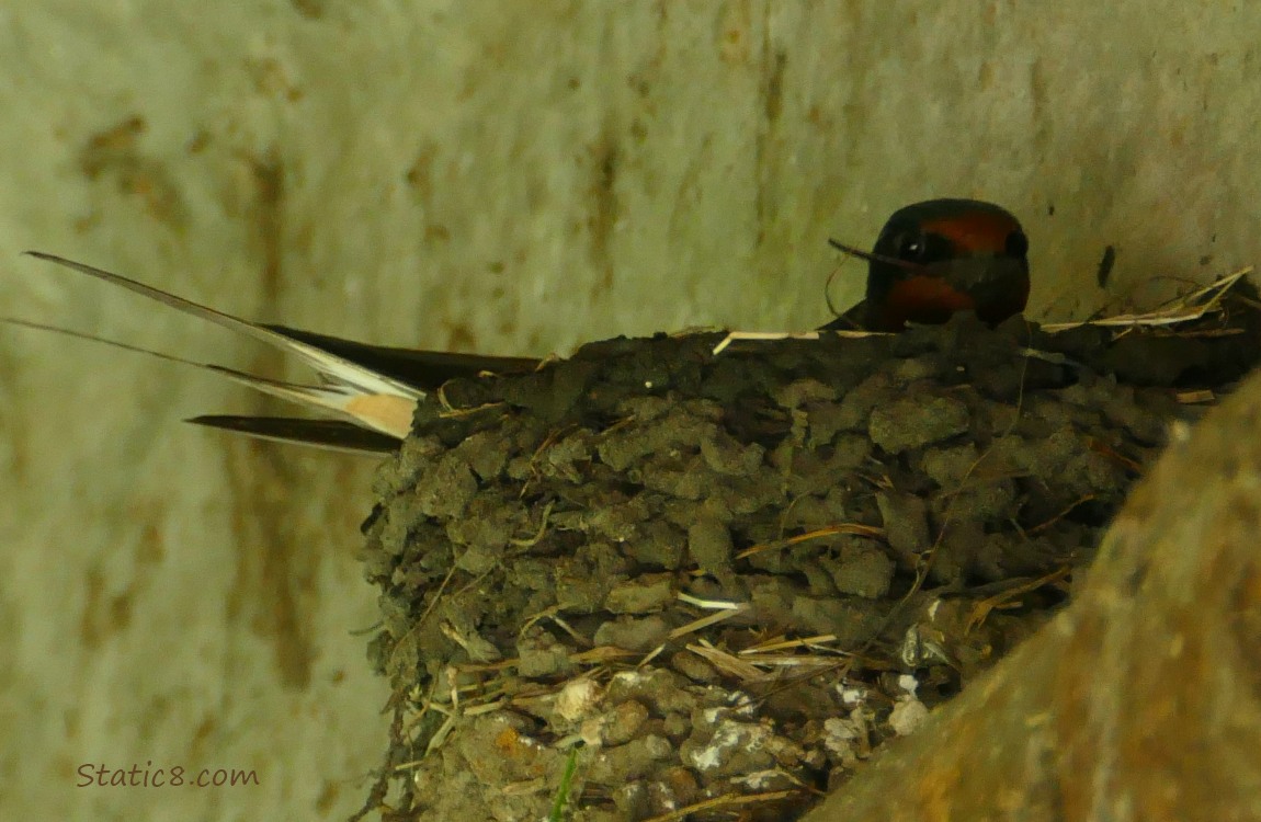 Barn Swallow in the nest with mud in their beak