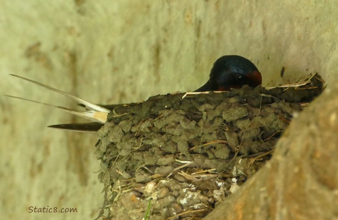 Barn Swallow in the nest