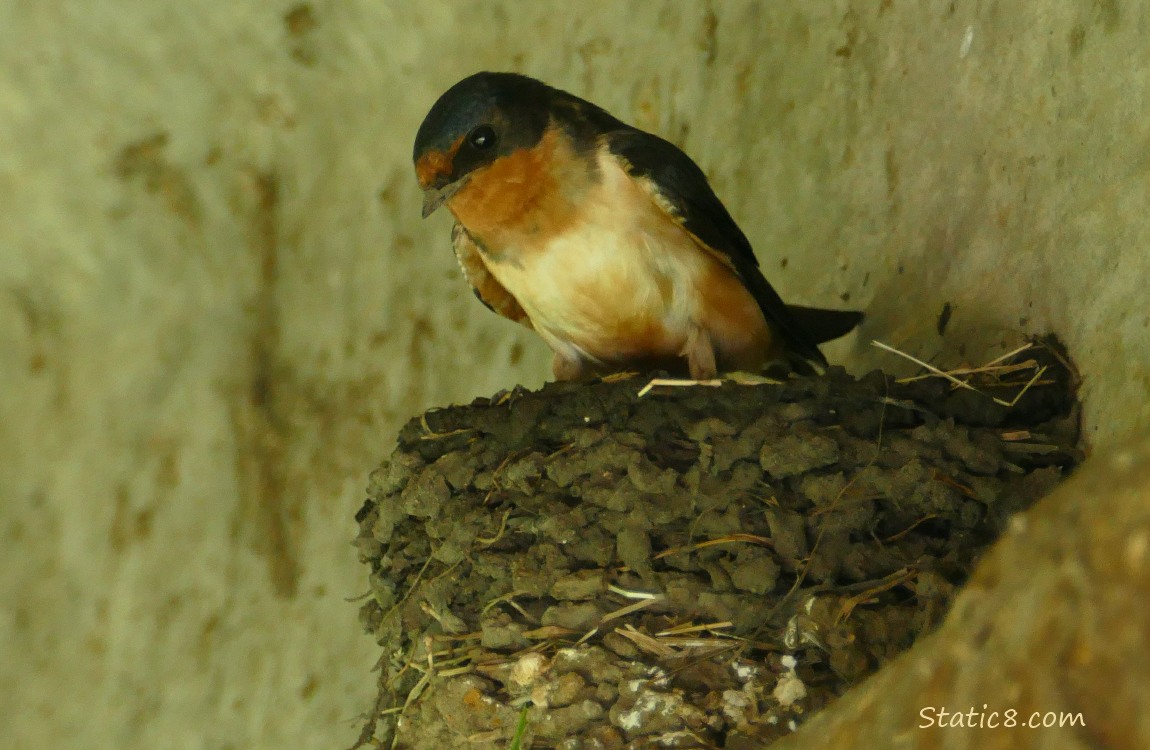 Barn Swallow standing on the rim of their nest