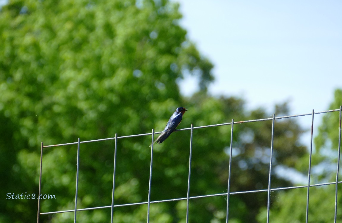 Barn Swallow singing on a wire trellis