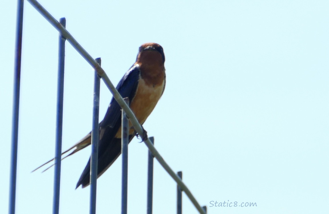 Barn Swallow sitting on a wire trellis