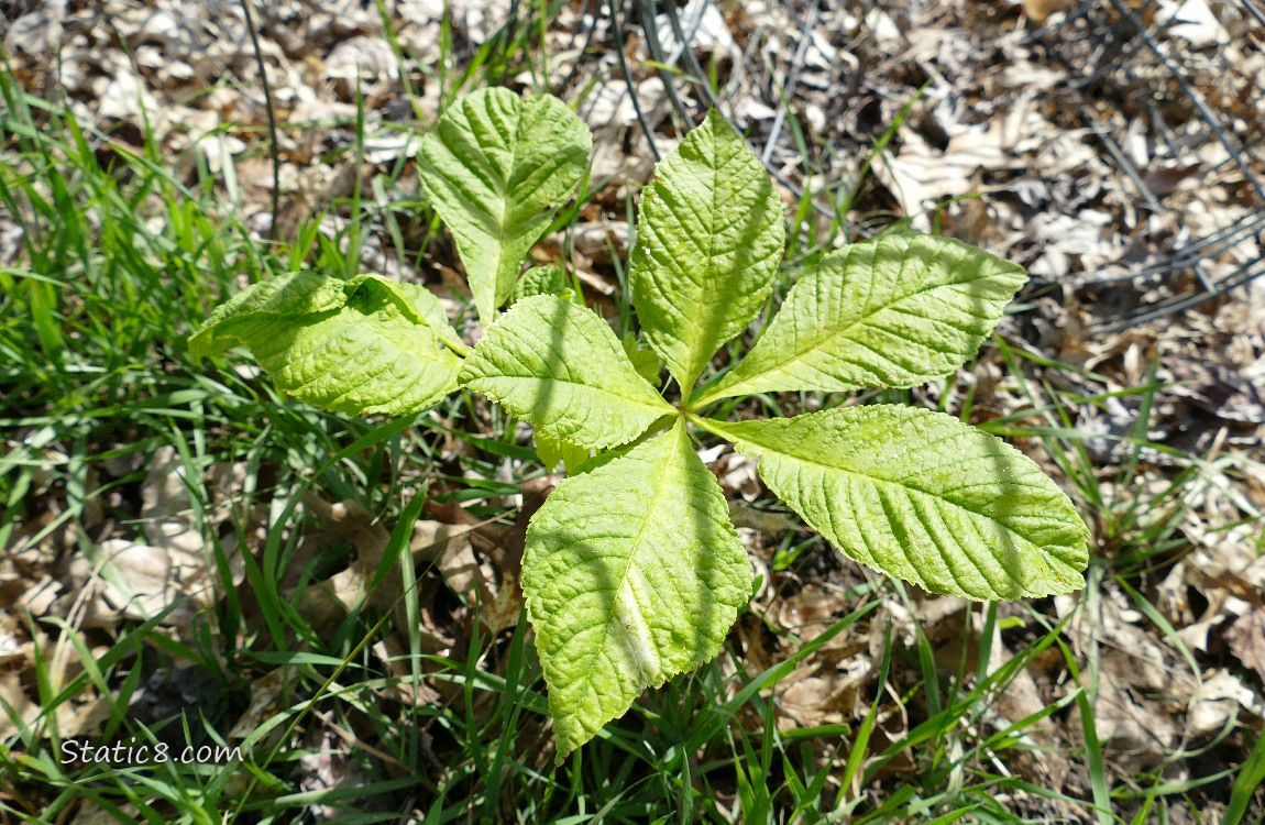 Buckeye