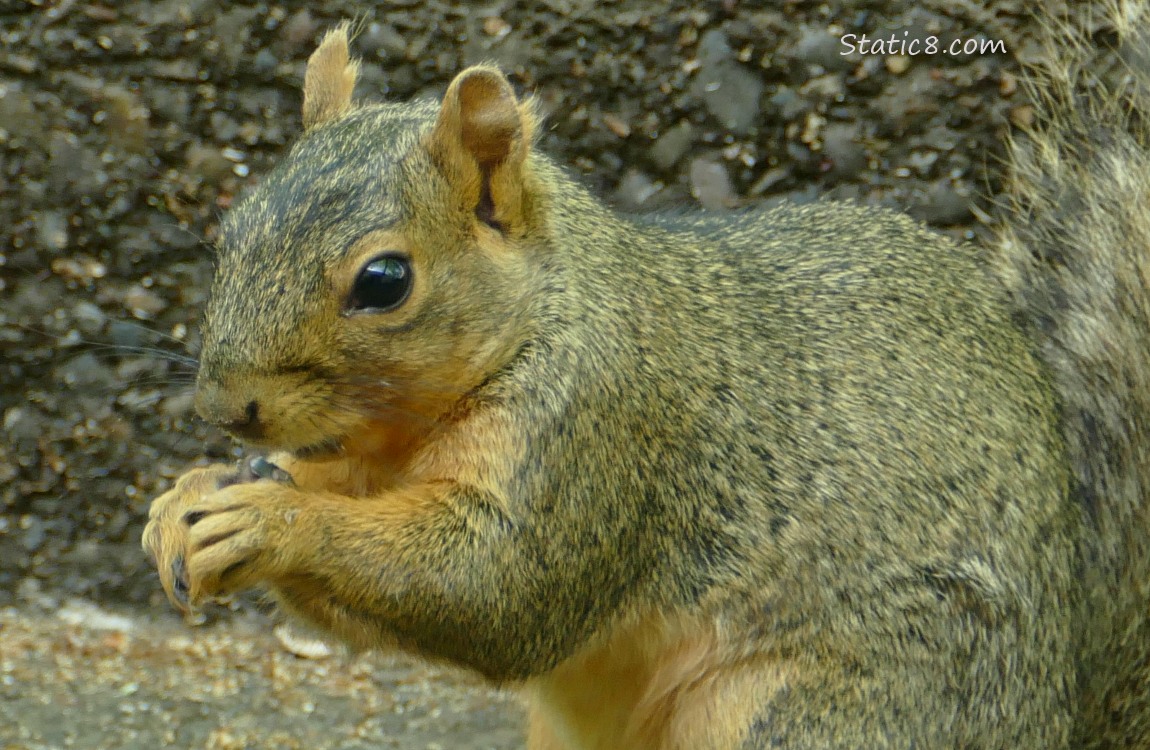 Squirrel standing on the steps, holding something in his hands