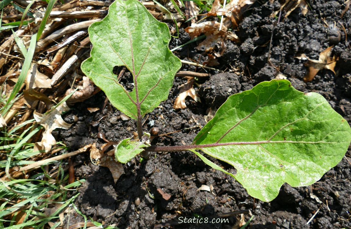 Eggplant with holes in the leaves