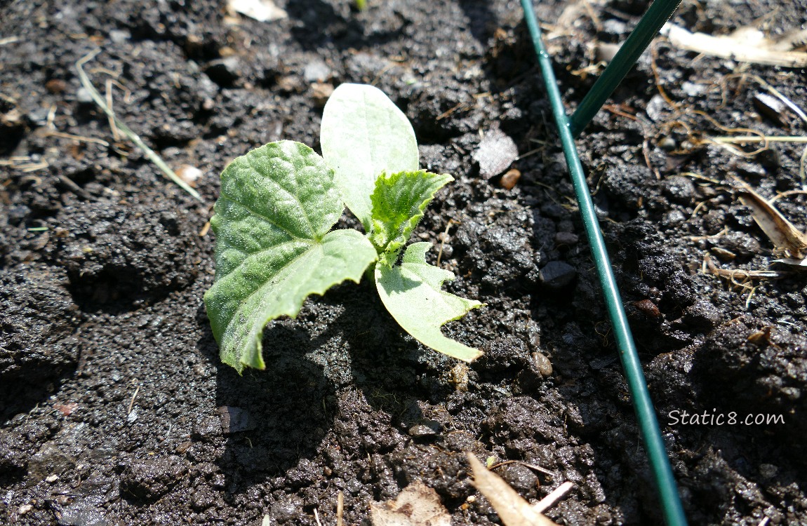 small cucmber plant in the ground with one munched leaf