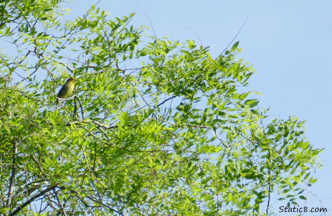 Lesser Goldfinch standing in a tree surrounded by leaves