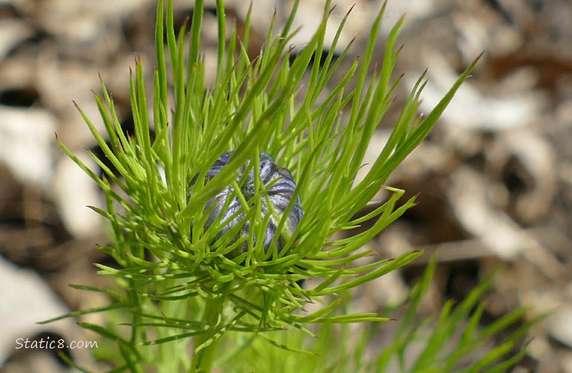 Bud of a Love In The Mist flower