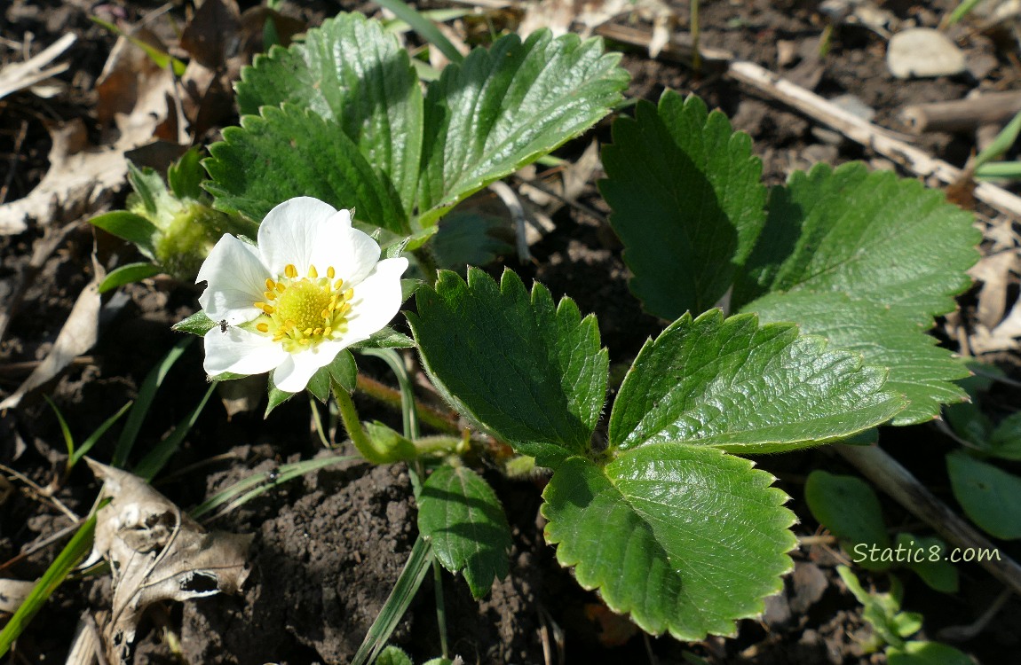 Blooming strawberry plant in the garden