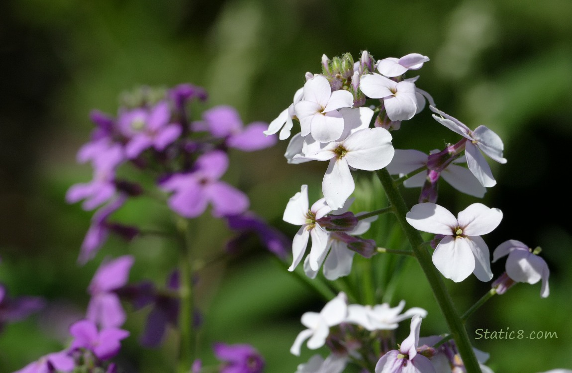 Purple and white Wallflowers