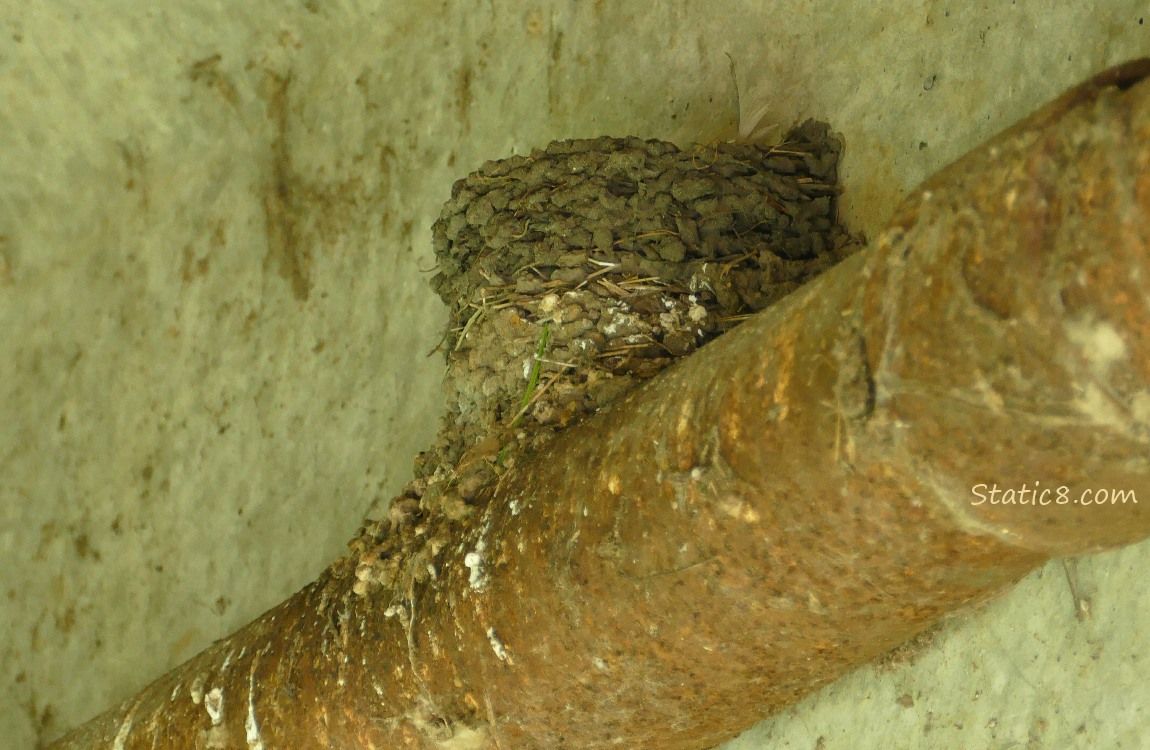 Barn Swallow nest under a bridge