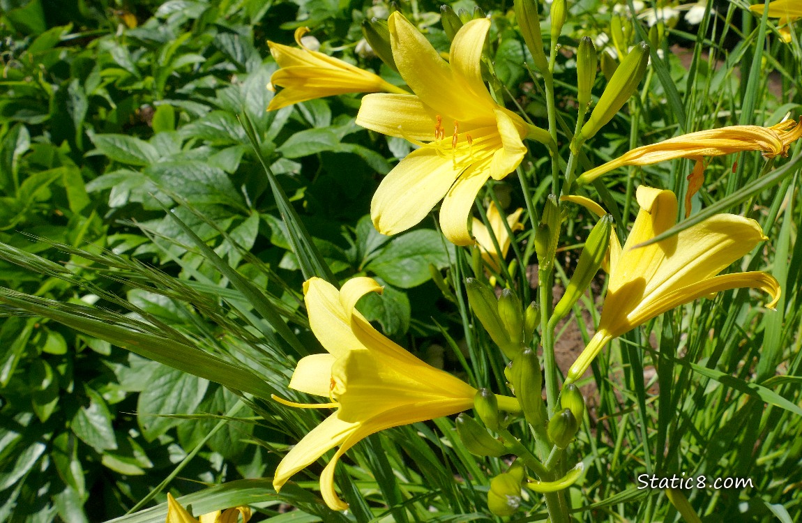 Yellow Day Lily blooms