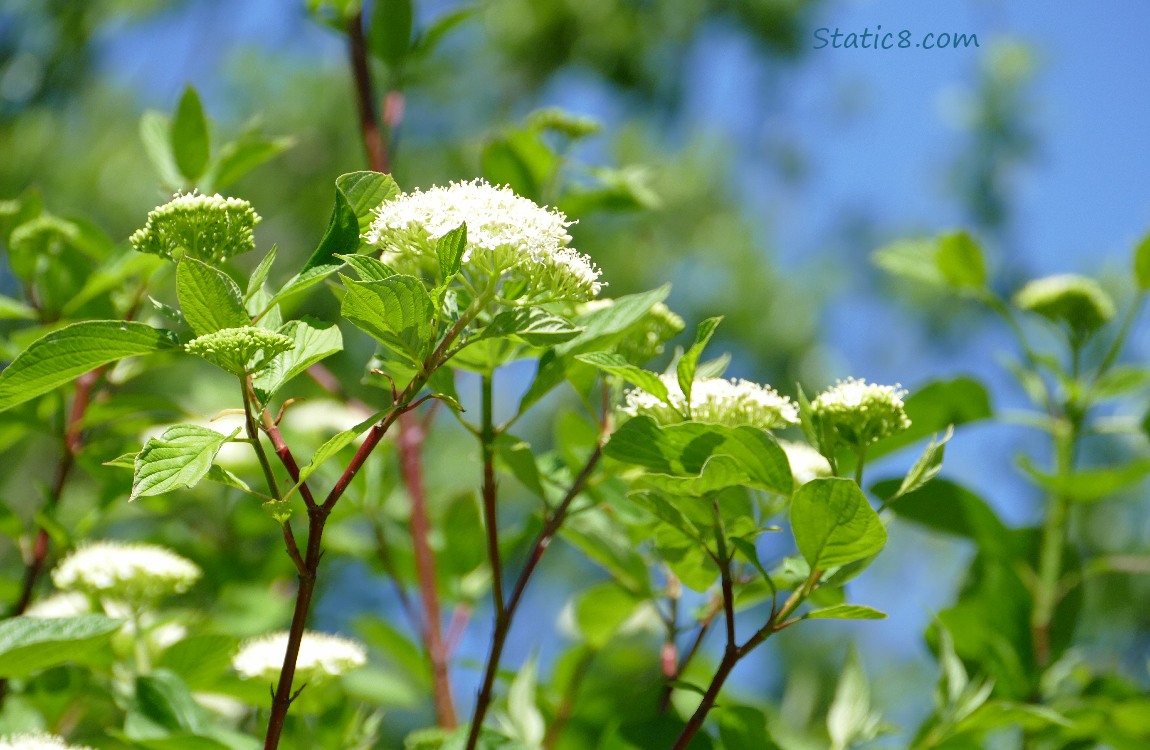 Red Osier Dogwood blooms and leaves and blue sky