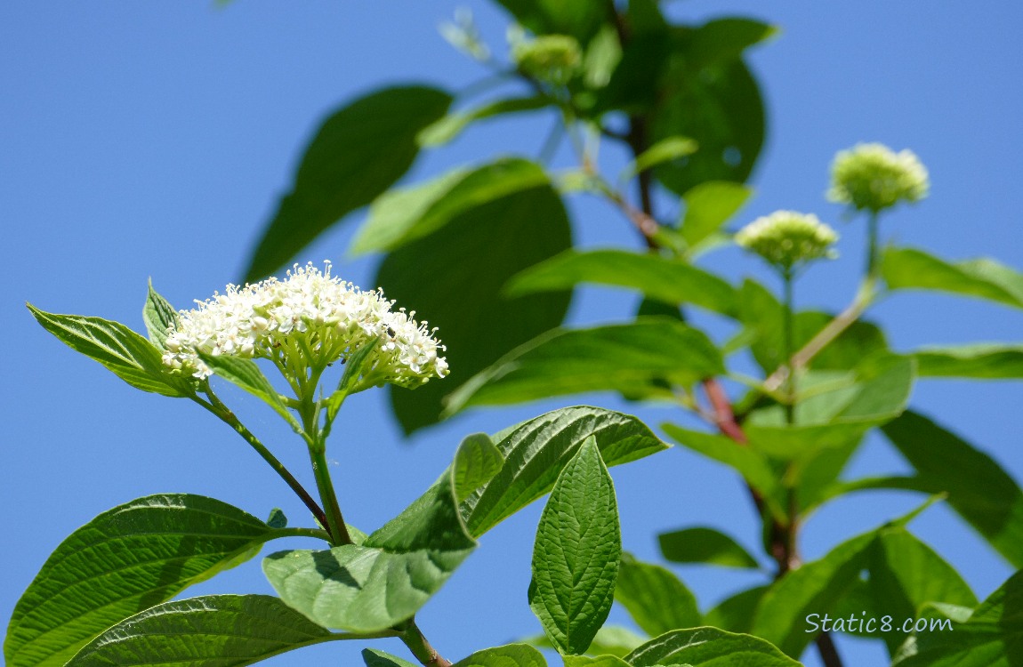 Red Osier Dogwood blooms and leaves and blue sky