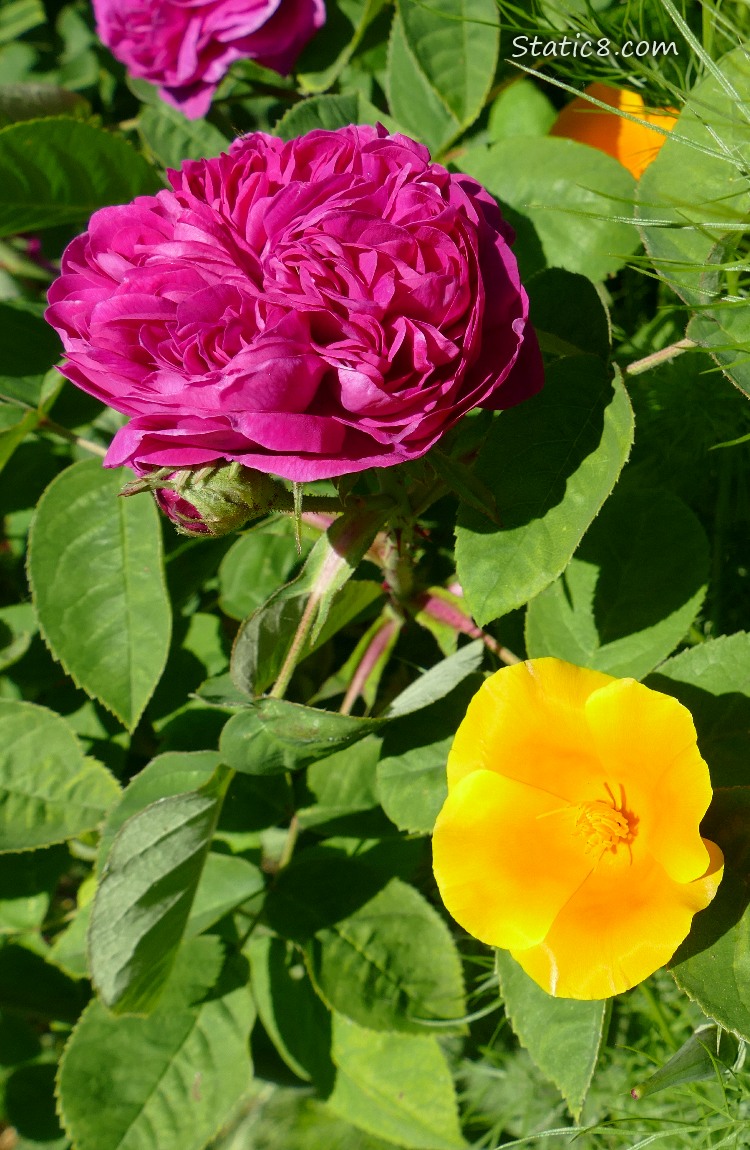 Rose and California Poppy