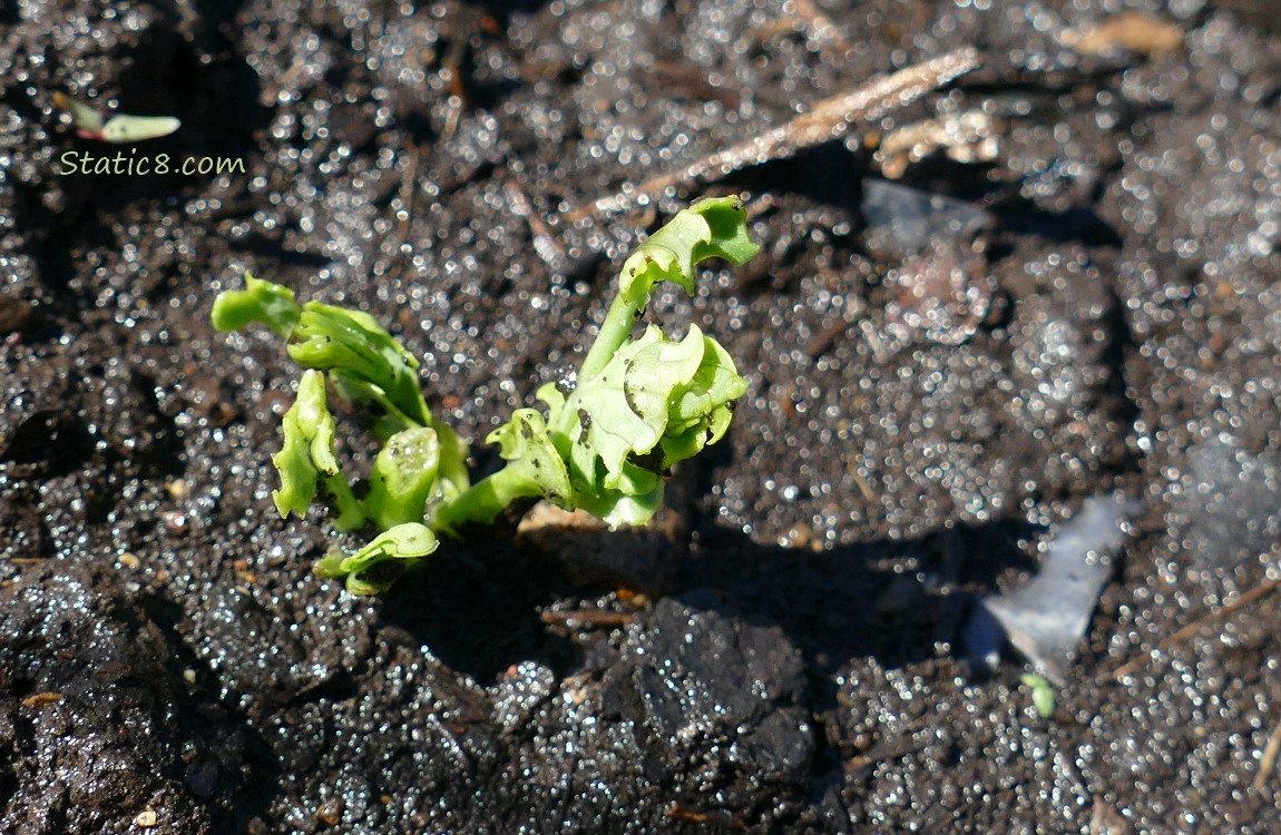 small Sugar Snap Pea growing in the dirt