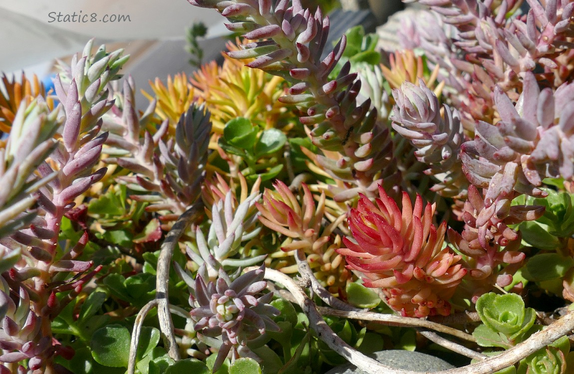 Colourful Succulents