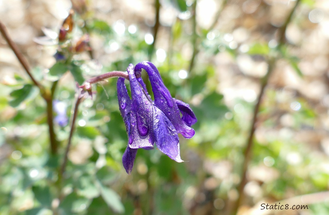 Purple Columbine bloom