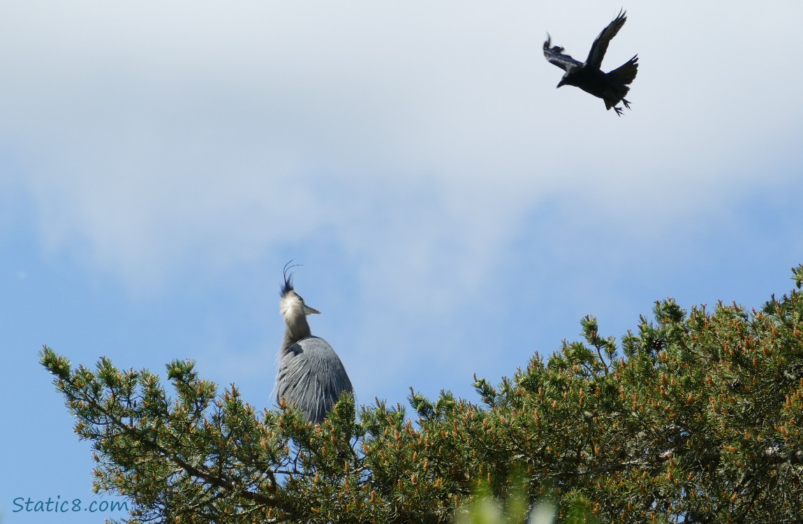 Crow mobbing a Great Blue Heron who is standing at the top of a fir tree