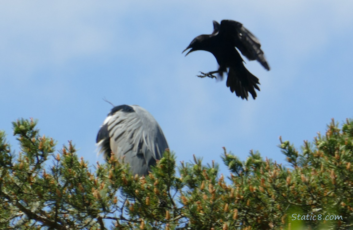 Crow mobbing a Great Blue Heron who is standing at the top of a fir tree