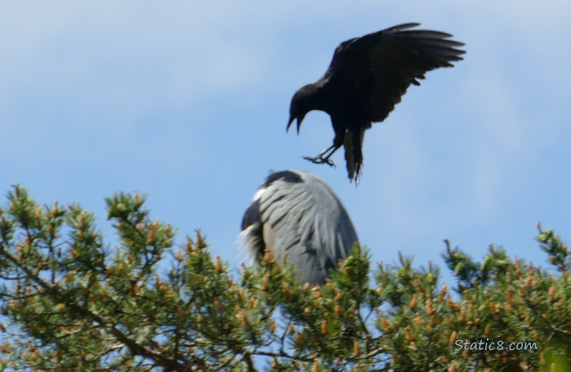 Crow mobbing a Great Blue Heron who is standing at the top of a fir tree