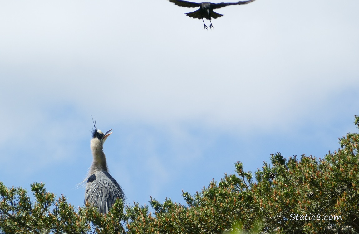 Crow mobbing a Great Blue Heron who is standing at the top of a fir tree