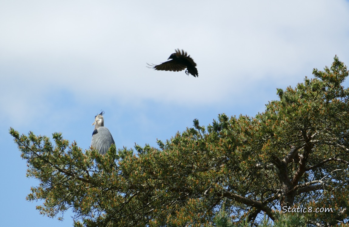 Crow mobbing a Great Blue Heron who is standing at the top of a fir tree