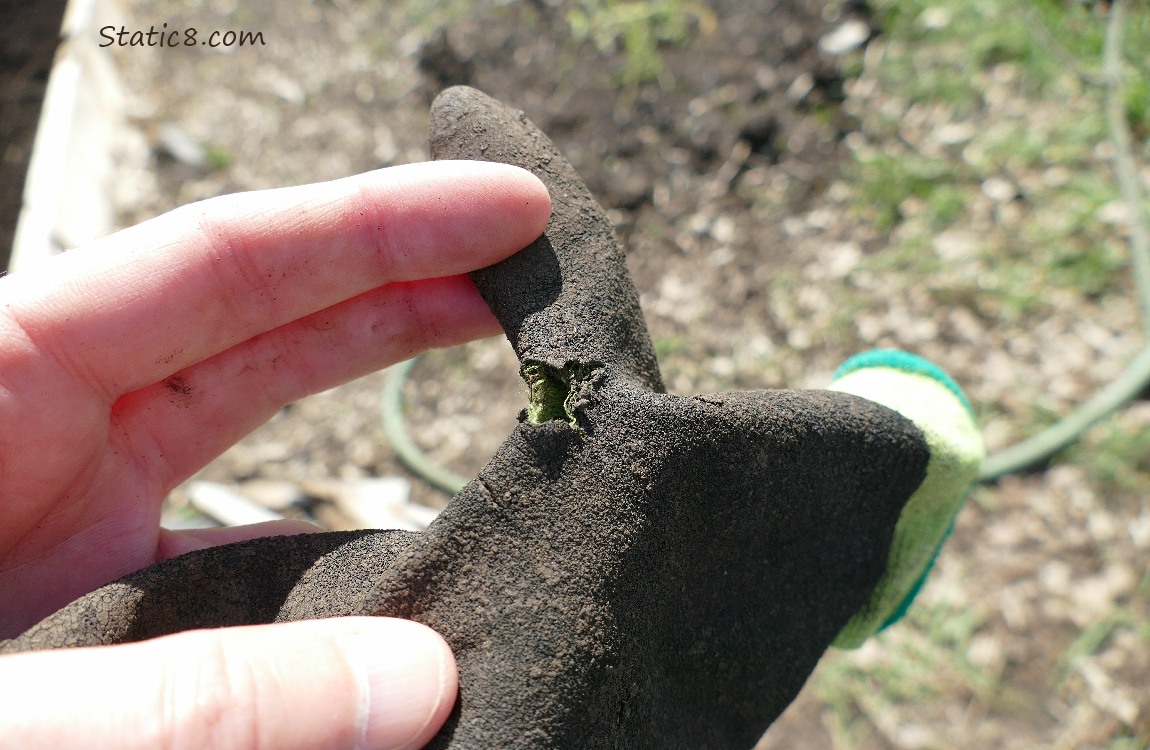 hand holding a garden glove with a hole in it