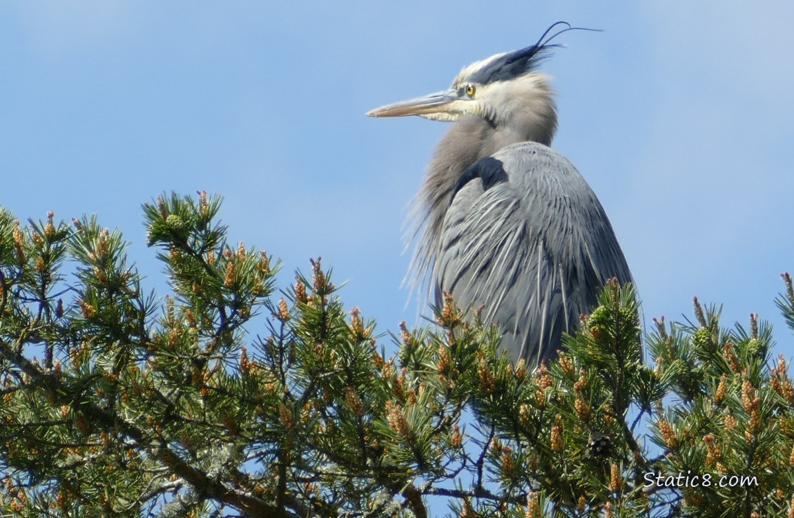 Great Blue Heron standing at the top of a fir tree