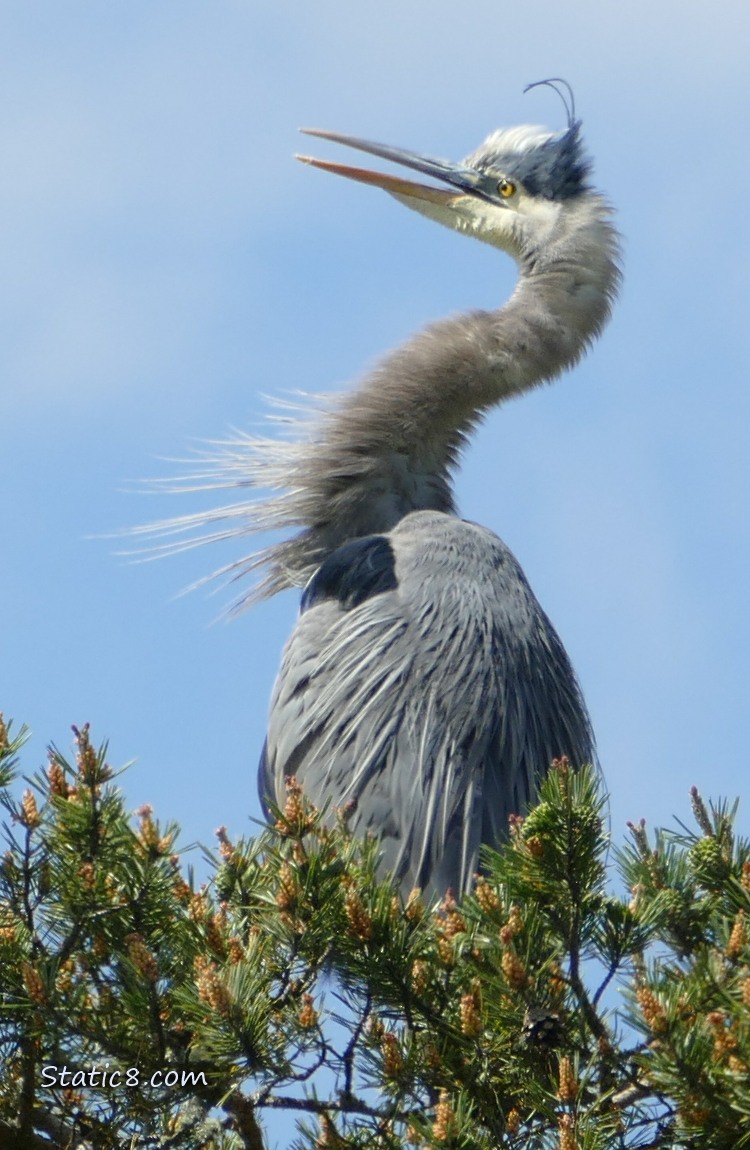 Great Blue Heron with his neck stretched out, annoyed!