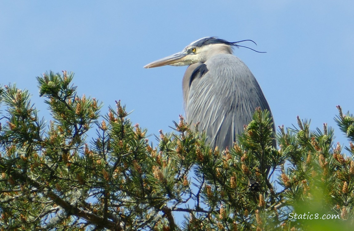 Great Blue Heron standing at the top of a fir tree