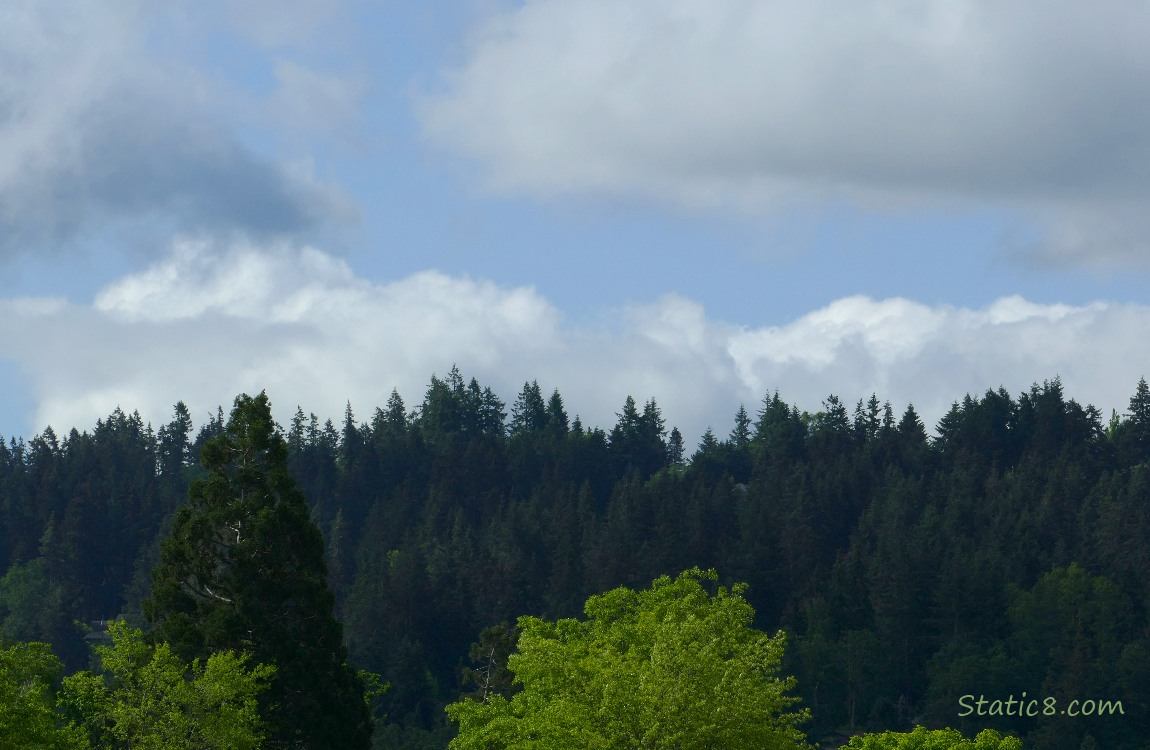 Trees on the hill and clouds in the sky