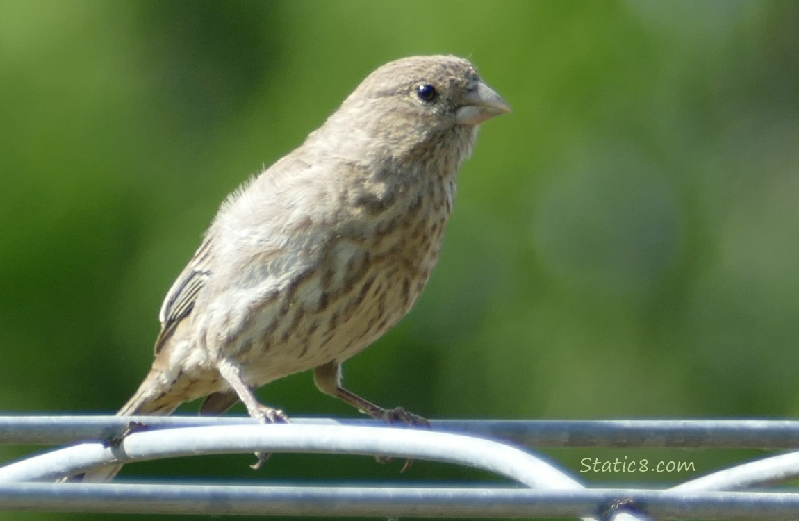 Female House Finch standing on a wire trellis