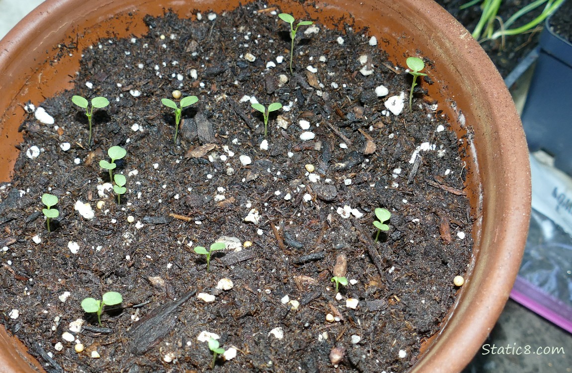 Tiny sprouts coming up from potting soil in a terra cotta pot