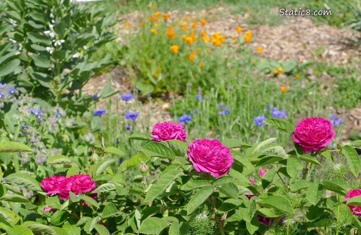 Roses and other flowers